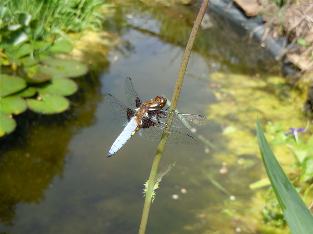 Libellula depressa